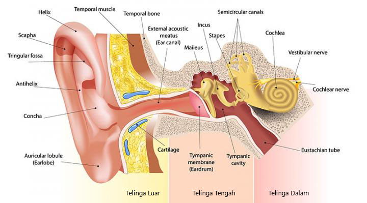 bagian telinga manusia